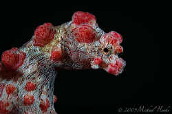 Hippocampus bargibanti - Pygmy seahorse by Michael Henke 